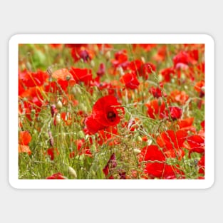 Field of poppys Sticker